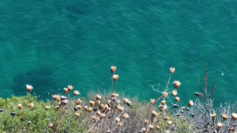 Stock Video Dried Flowers On The Seashore Live Wallpaper For PC - Free Live Wallpaper