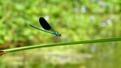 Stock Video Dragonfly Standing On A Green Branch Live Wallpaper For PC - Free Live Wallpaper