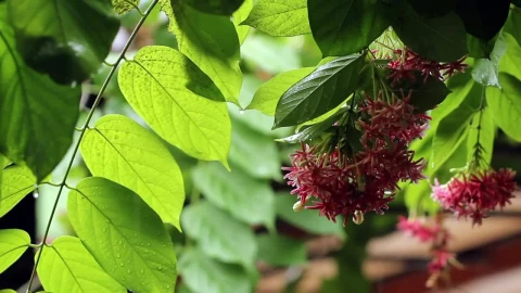 Stock Video Downpour Over A Garden Live Wallpaper For PC - Free Live Wallpaper