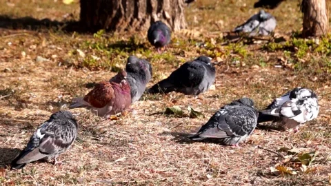 Stock Video Doves On The Ground Live Wallpaper For PC - Free Live Wallpaper