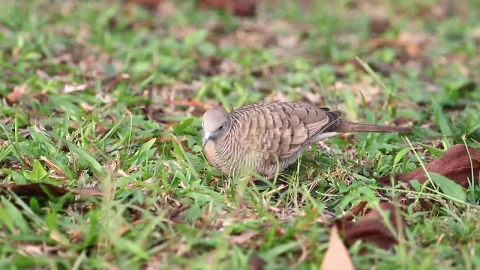 Stock Video Dove Searching A Field For Food Live Wallpaper For PC - Free Live Wallpaper