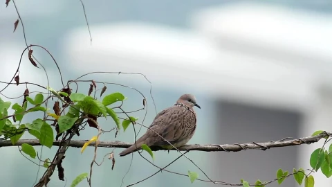 Stock Video Dove Resting In A Garden Live Wallpaper For PC - Free Live Wallpaper