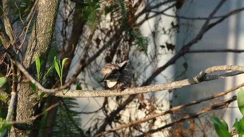 Stock Video Dove Cleaning Their Feathers In The Sun Live Wallpaper For PC - Free Live Wallpaper