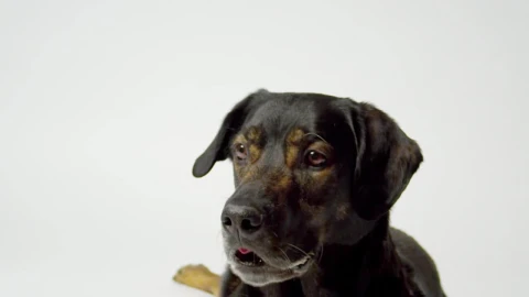 Stock Video Doog Catching Food Live Wallpaper For PC - Free Live Wallpaper
