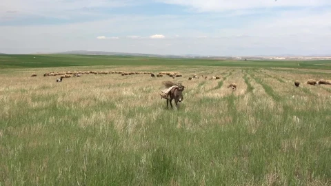 Stock Video Donkey Walking In A Green Plain Live Wallpaper For PC - Free Live Wallpaper