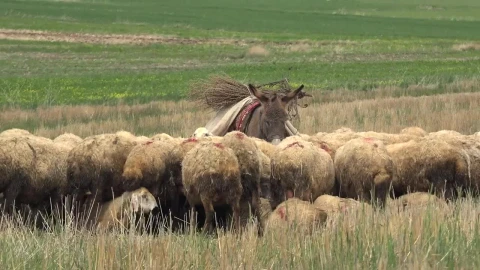 Stock Video Donkey Surrounded By Sheep Live Wallpaper For PC - Free Live Wallpaper