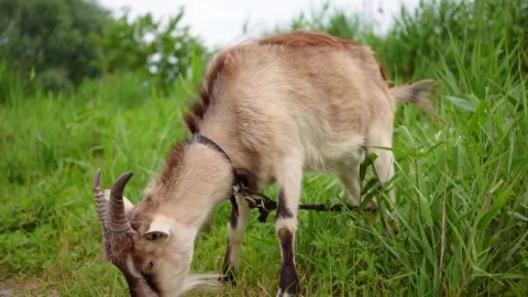 Stock Video Domestic Goat Eating In The Meadow Live Wallpaper For PC - Free Live Wallpaper