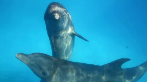 Stock Video Dolphins Underwater Live Wallpaper For PC - Free Live Wallpaper
