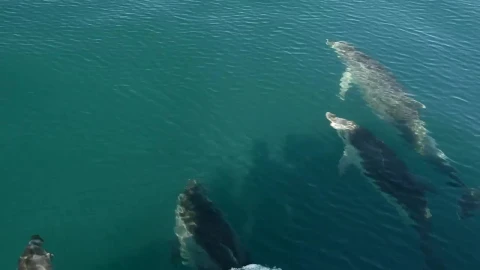 Stock Video Dolphins Swimming In The Sea Live Wallpaper For PC - Free Live Wallpaper