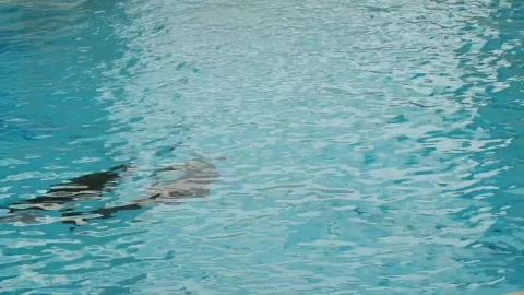 Stock Video Dolphins Swimming In The Aquarium Live Wallpaper For PC - Free Live Wallpaper