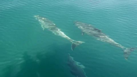 Stock Video Dolphins Swimming In Front Of A Boat Live Wallpaper For PC - Free Live Wallpaper