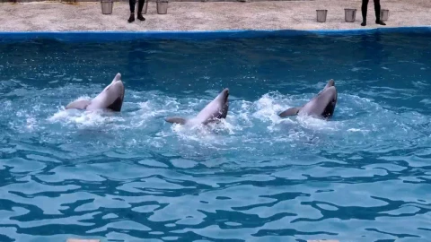Stock Video Dolphins Performing Tricks In The Pool Live Wallpaper For PC - Free Live Wallpaper