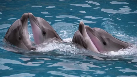 Stock Video Dolphins Dancing At A Show Live Wallpaper For PC - Free Live Wallpaper