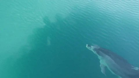 Stock Video Dolphin Swimming In The Ocean Live Wallpaper For PC - Free Live Wallpaper