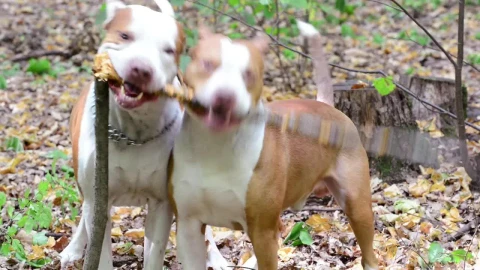 Stock Video Dogs Playing In The Forest Live Wallpaper For PC - Free Live Wallpaper