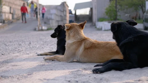 Stock Video Dogs Chilling In The Street Live Wallpaper For PC - Free Live Wallpaper