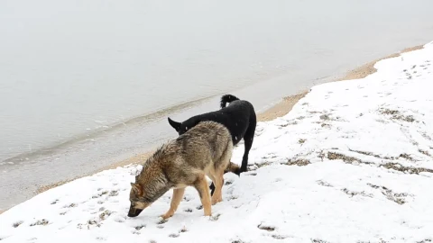 Stock Video Dogs Exploring The Snow Live Wallpaper For PC - Free Live Wallpaper