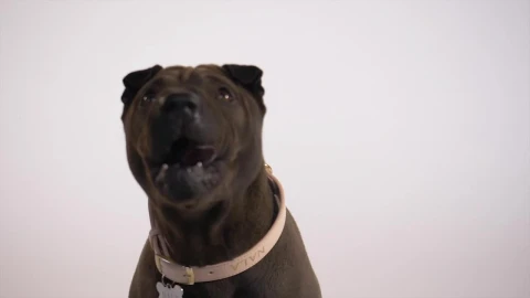 Stock Video Dog With Its Tongue Out Live Wallpaper For PC - Free Live Wallpaper
