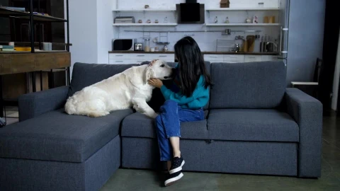 Stock Video Dog With His Owner On The Sofa Live Wallpaper For PC - Free Live Wallpaper