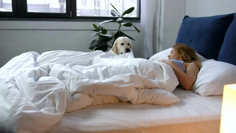 Stock Video Dog Waking Up Their Owner Live Wallpaper For PC - Free Live Wallpaper