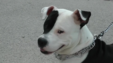 Stock Video Dog Tied To His Leash On The Street Live Wallpaper For PC - Free Live Wallpaper