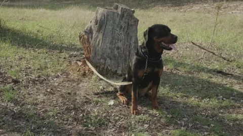 Stock Video Dog Tied To A Log In Nature Live Wallpaper For PC - Free Live Wallpaper
