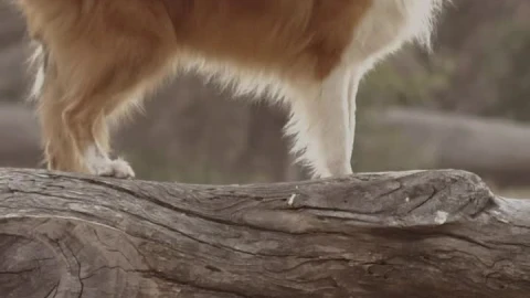 Stock Video Dog Standing On A Log Live Wallpaper For PC - Free Live Wallpaper