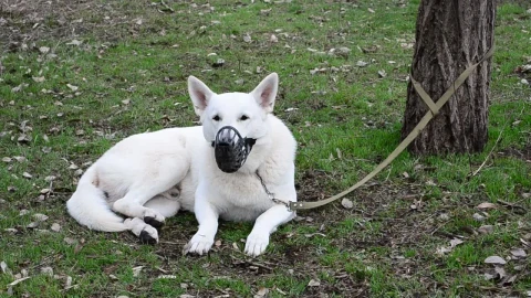 Stock Video Dog Tied On A Leash To A Tree Live Wallpaper For PC - Free Live Wallpaper