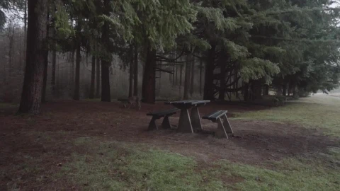 Stock Video Dog Sniffing In The Woods Live Wallpaper For PC - Free Live Wallpaper