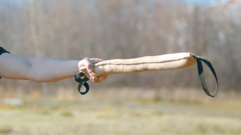 Stock Video Dog Snatching A Training Rod Live Wallpaper For PC - Free Live Wallpaper