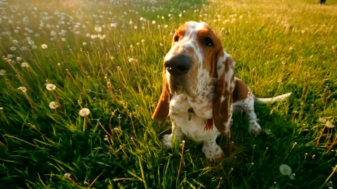 Stock Video Dog Sitting On The Grass Waiting For Its Owner Live Wallpaper For PC - Free Live Wallpaper