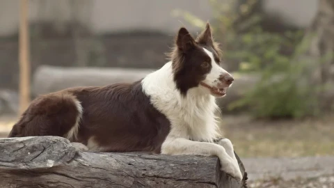 Stock Video Dog Sitting On Log Live Wallpaper For PC - Free Live Wallpaper