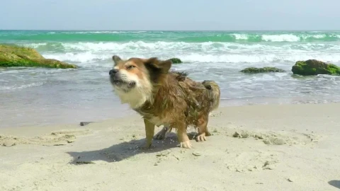 Stock Video Dog Shaking Off On A Sunny Beach Live Wallpaper For PC - Free Live Wallpaper