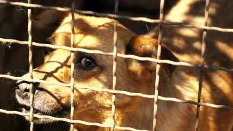 Stock Video Dog Scared In A Cage In The Kennel Live Wallpaper For PC - Free Live Wallpaper