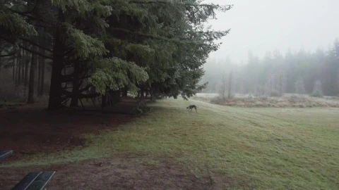 Stock Video Dog Running In The Meadow Live Wallpaper For PC - Free Live Wallpaper