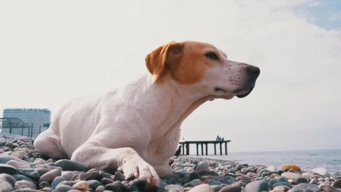 Stock Video Dog Resting On The Rocks In The Beach Live Wallpaper For PC - Free Live Wallpaper