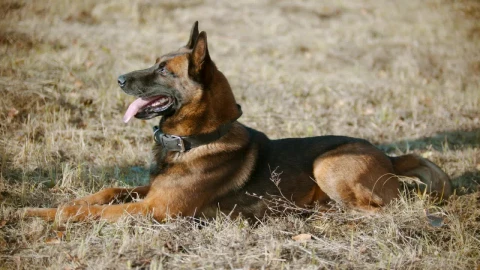 Stock Video Dog Resting On Dry Grass In The Sun Live Wallpaper For PC - Free Live Wallpaper