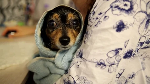 Stock Video Dog Relaxing After A Bath Live Wallpaper For PC - Free Live Wallpaper