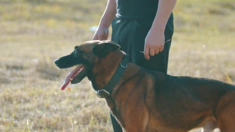 Stock Video Dog Panting While Being Petted By His Owner Live Wallpaper For PC - Free Live Wallpaper