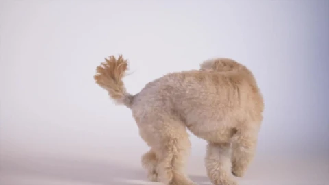 Stock Video Dog Playing In Slow Motion Live Wallpaper For PC - Free Live Wallpaper