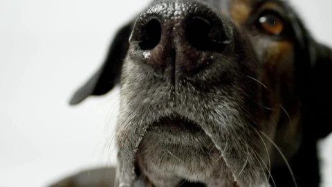 Stock Video Dog Nose Close Up Live Wallpaper For PC - Free Live Wallpaper