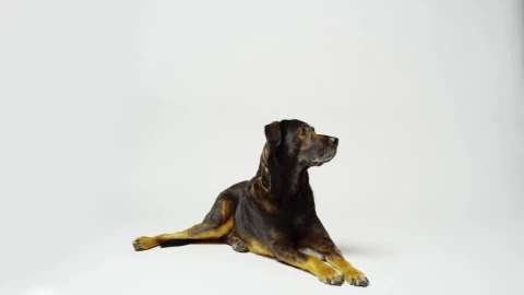 Stock Video Dog On Alert Live Wallpaper For PC - Free Live Wallpaper