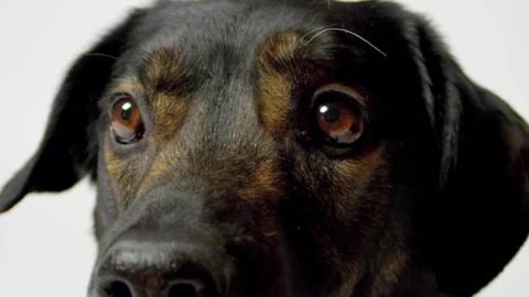 Stock Video Dog Looking Past The Camera Live Wallpaper For PC - Free Live Wallpaper