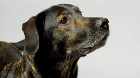 Stock Video Dog Looking At Something Live Wallpaper For PC - Free Live Wallpaper
