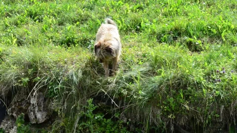 Stock Video Dog Looking Down Into A Stream Live Wallpaper For PC - Free Live Wallpaper