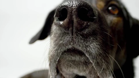 Stock Video Dog Licking Live Wallpaper For PC - Free Live Wallpaper