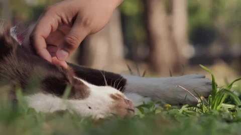 Stock Video Dog Laying On The Grass Live Wallpaper For PC - Free Live Wallpaper