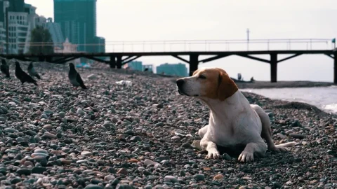 Stock Video Dog Laying On A Stone Beach Live Wallpaper For PC - Free Live Wallpaper