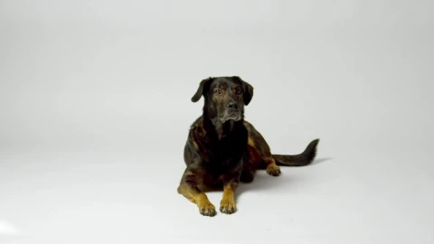 Stock Video Dog Laying Down Live Wallpaper For PC - Free Live Wallpaper