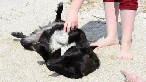 Stock Video Dog Laying Down For A Belly Scratch Live Wallpaper For PC - Free Live Wallpaper